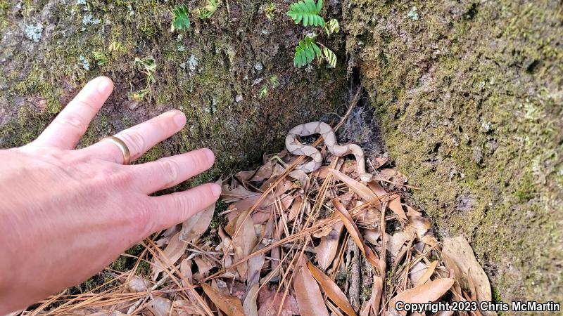 Southern Copperhead (Agkistrodon contortrix contortrix)