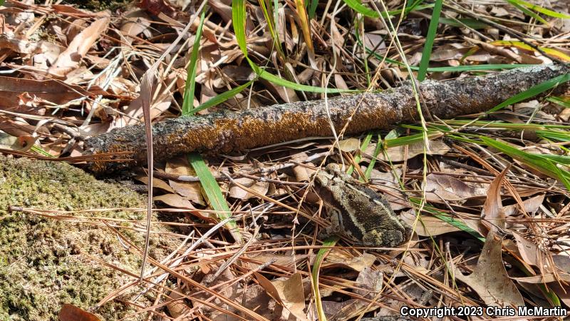 Gulf Coast Toad (Ollotis nebulifer)