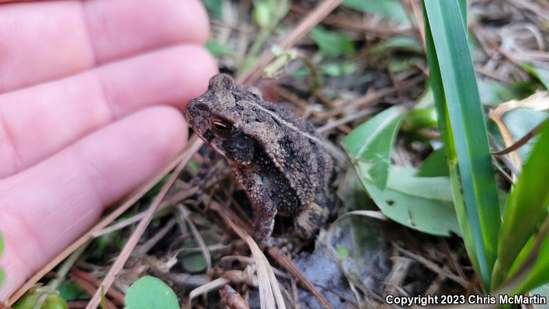 Gulf Coast Toad (Ollotis nebulifer)