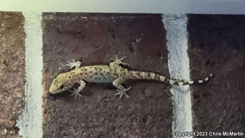 Turkish House Gecko (Hemidactylus turcicus turcicus)