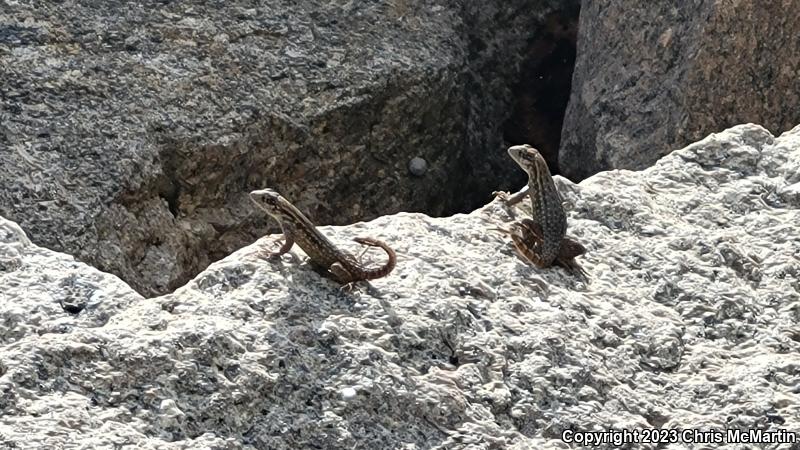 Northern Curly-tailed Lizard (Leiocephalus carinatus)