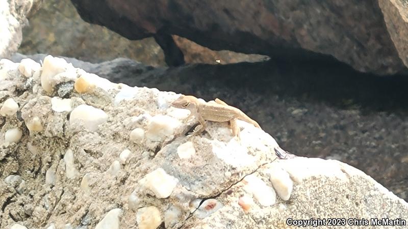 Brown Anole (Anolis sagrei)