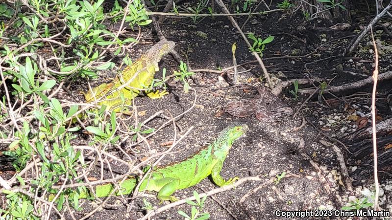 Green Iguana (Iguana iguana)