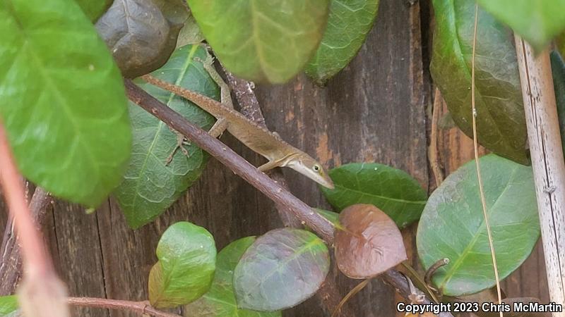 Northern Green Anole (Anolis carolinensis carolinensis)