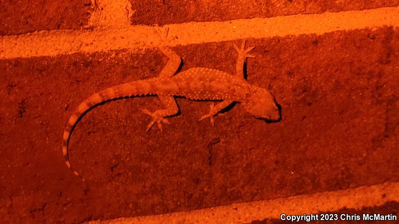 Turkish House Gecko (Hemidactylus turcicus turcicus)