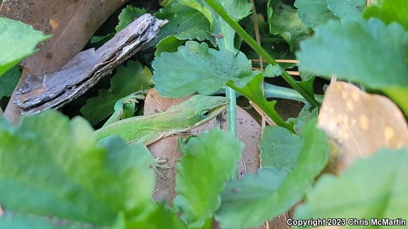 Northern Green Anole (Anolis carolinensis carolinensis)