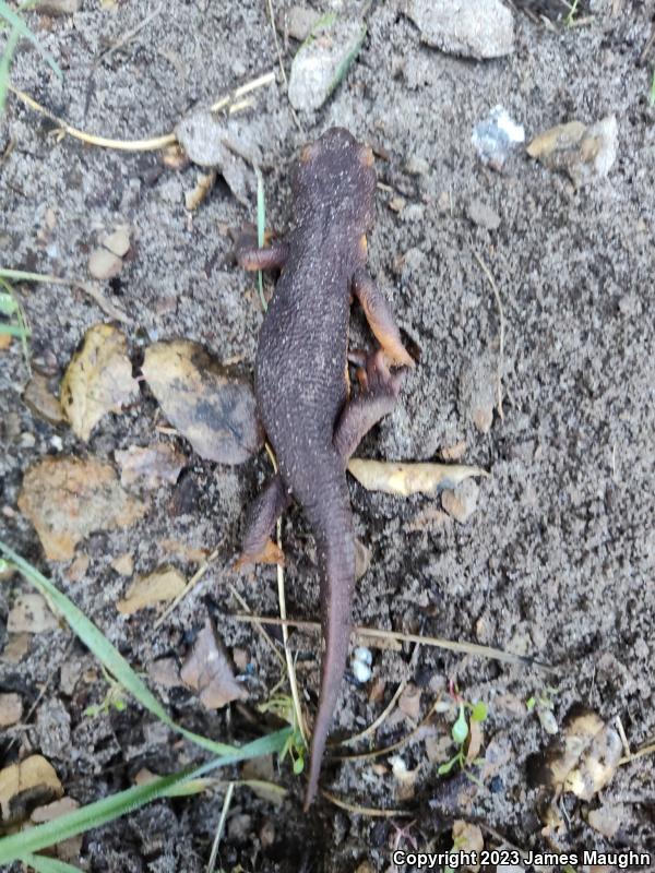 California Newt (Taricha torosa)