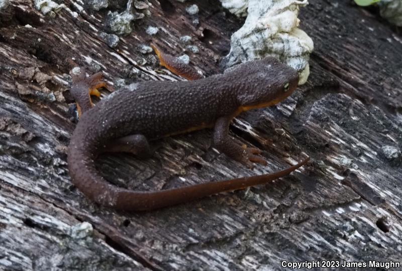 Rough-skinned Newt (Taricha granulosa)