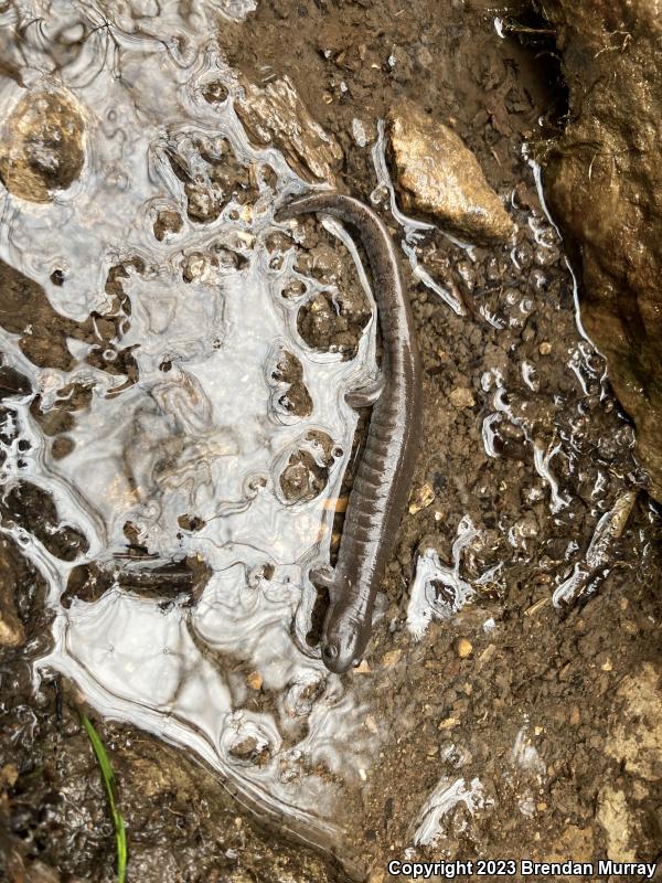 Streamside Salamander (Ambystoma barbouri)