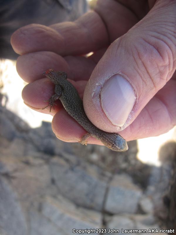 Desert Night Lizard (Xantusia vigilis vigilis)