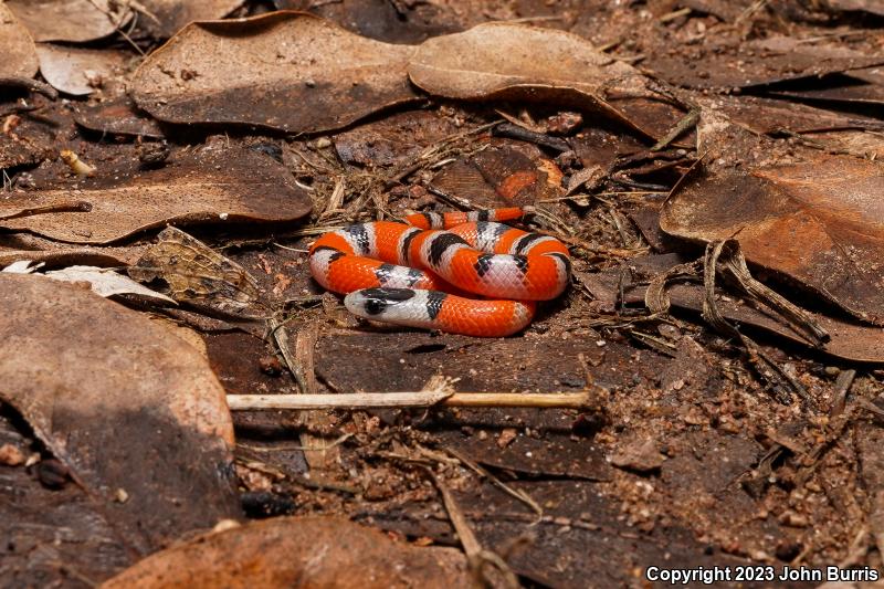 File-tailed Ground Snake (Procinura aemula)