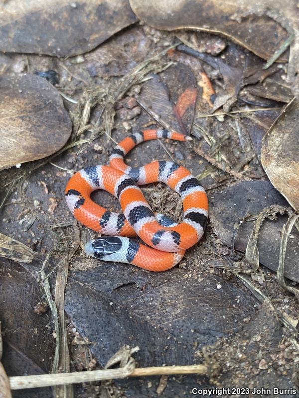 File-tailed Ground Snake (Procinura aemula)