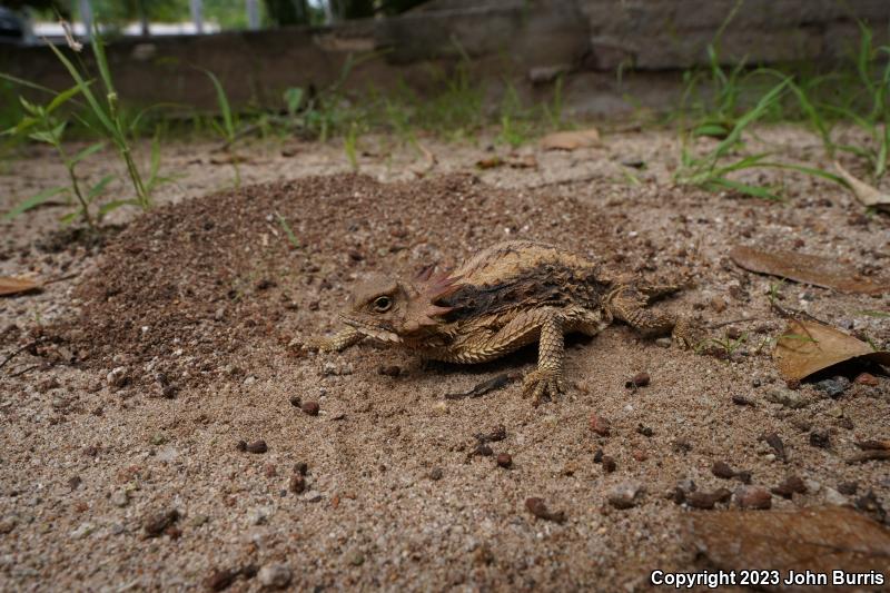 Regal Horned Lizard (Phrynosoma solare)