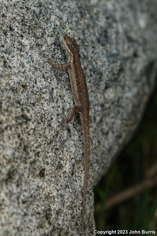 Tubercular Tree Lizard (Urosaurus bicarinatus tuberculatus)