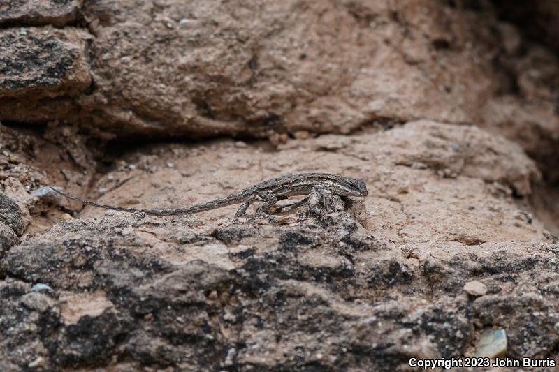 Tubercular Tree Lizard (Urosaurus bicarinatus tuberculatus)