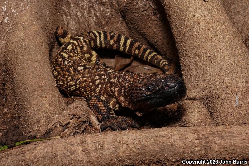 Rio Fuertes Beaded Lizard (Heloderma horridum exasperatum)