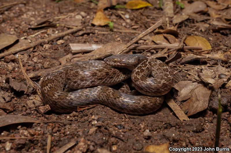 Sonoran Nightsnake (Hypsiglena chlorophaea chlorophaea)