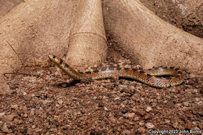 Thornscrub Hook-nosed Snake (Gyalopion quadrangulare)