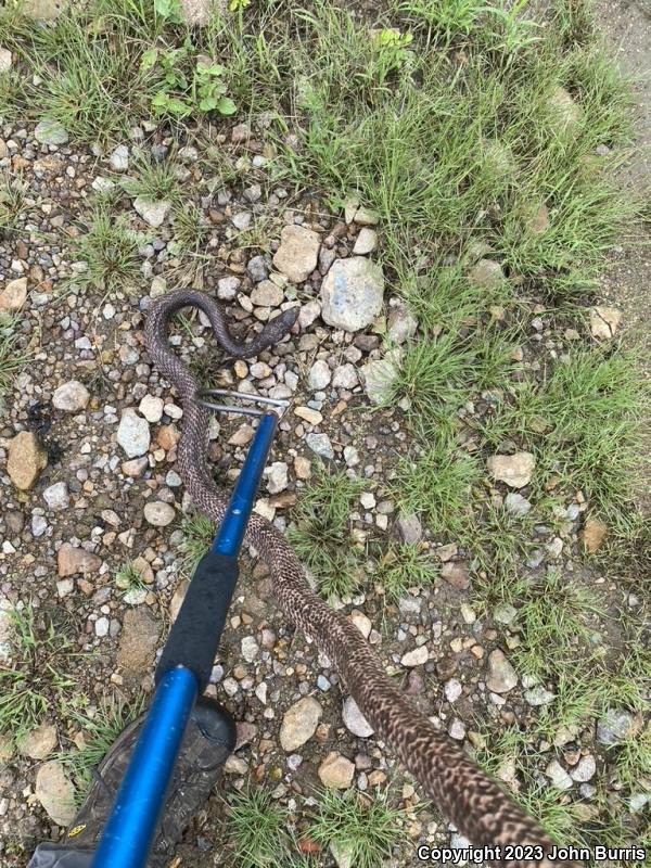 Red Racer (Coluber flagellum piceus)