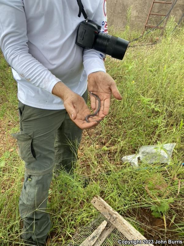 Sonoran Nightsnake (Hypsiglena chlorophaea chlorophaea)