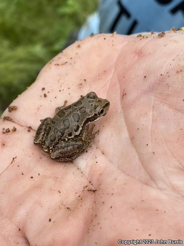 Lowland Burrowing Treefrog (Smilisca fodiens)