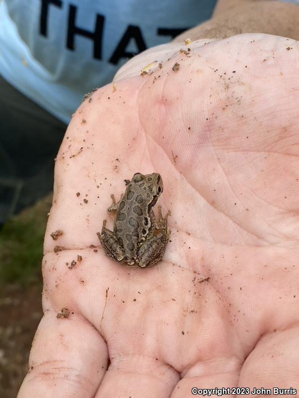 Lowland Burrowing Treefrog (Smilisca fodiens)