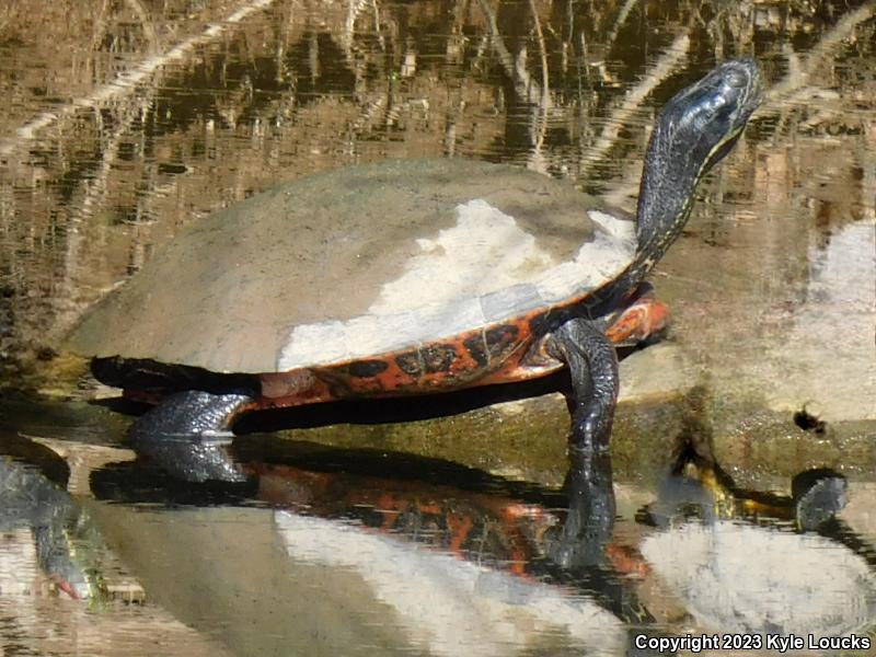 Northern Red-bellied Cooter (Pseudemys rubriventris)