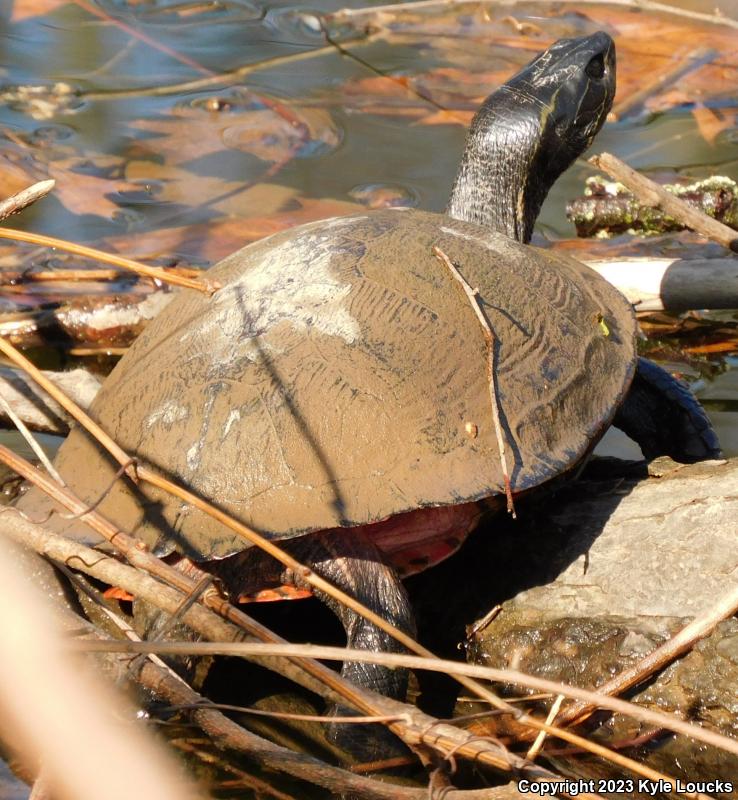 Northern Red-bellied Cooter (Pseudemys rubriventris)