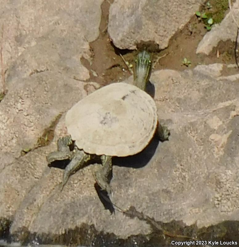 Northern Map Turtle (Graptemys geographica)