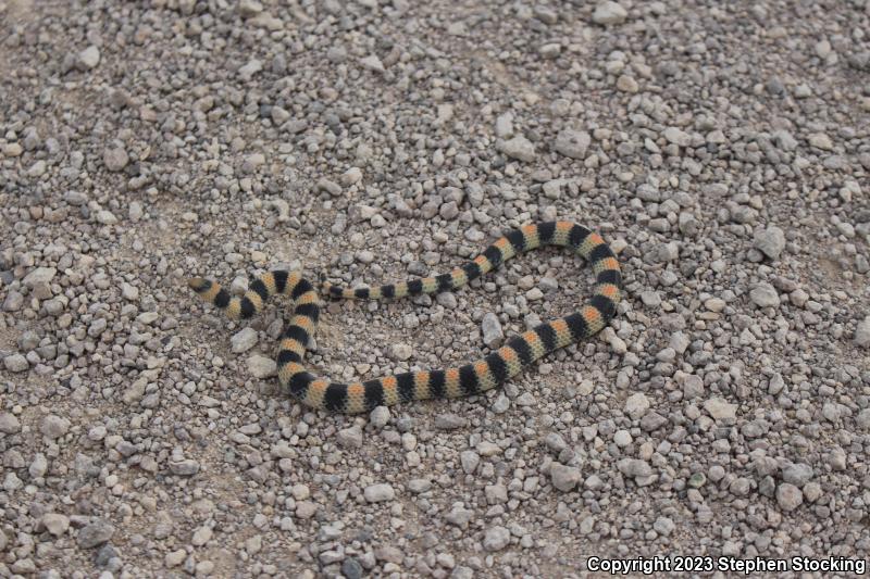 Variable Groundsnake (Sonora semiannulata semiannulata)