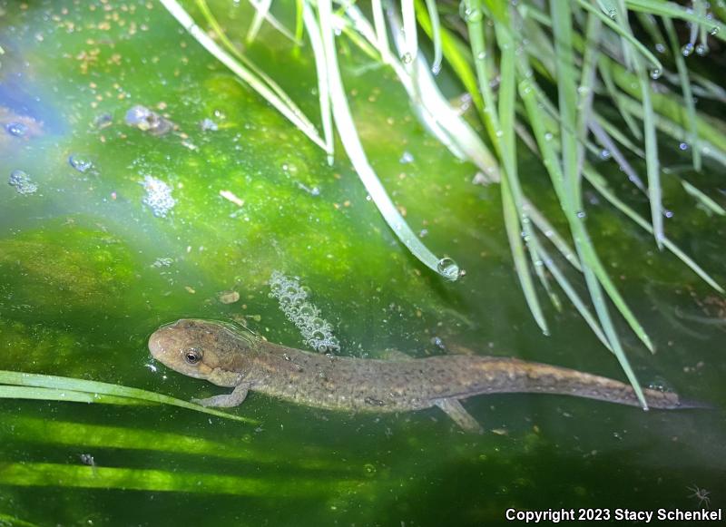 Northern Dusky Salamander (Desmognathus fuscus)