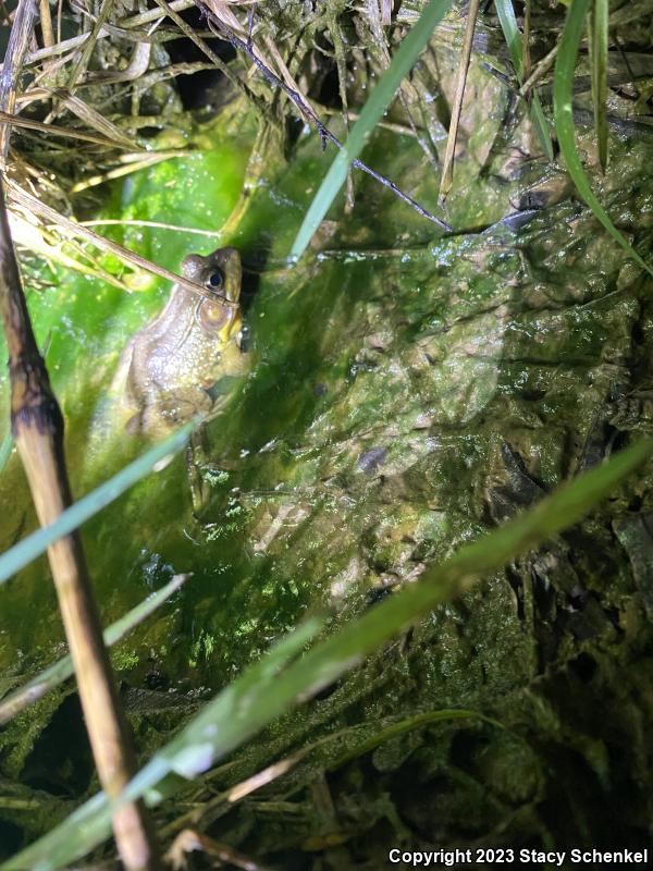 Green Frog (Lithobates clamitans)