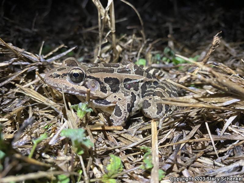 Pickerel Frog (Lithobates palustris)