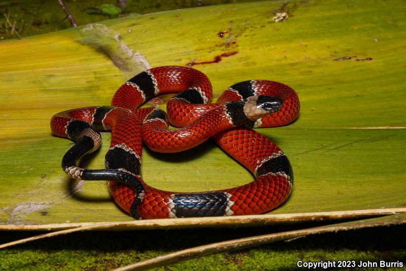 Common Clear-banded Coralsnake (Micrurus distans distans)