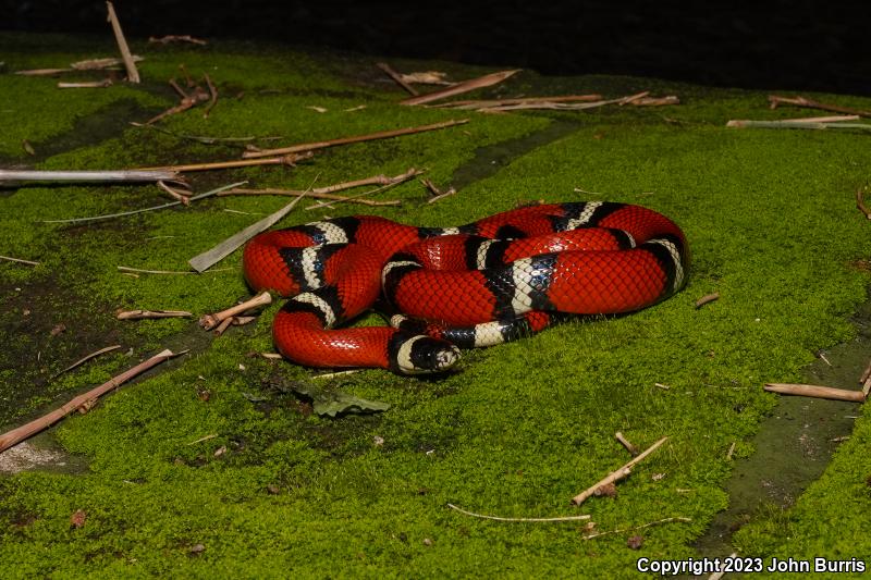 Sinaloan Milksnake (Lampropeltis triangulum sinaloae)