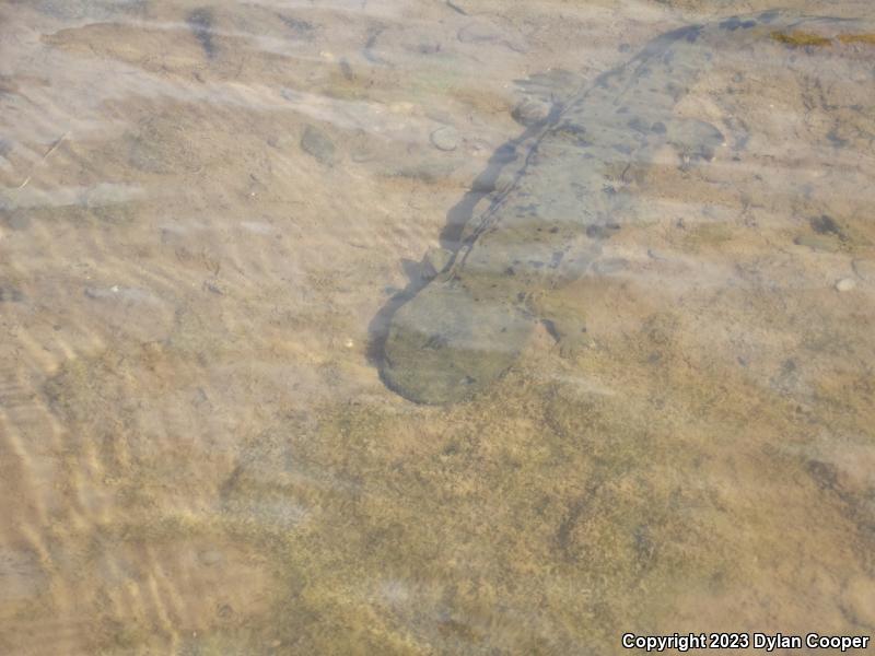 Eastern Hellbender (Cryptobranchus alleganiensis alleganiensis)