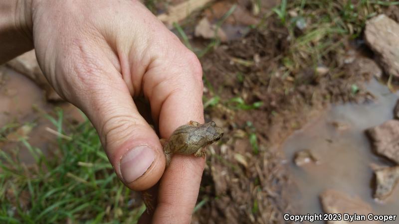 Mountain Chorus Frog (Pseudacris brachyphona)