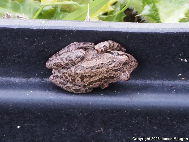 Sierran Treefrog (Pseudacris sierra)