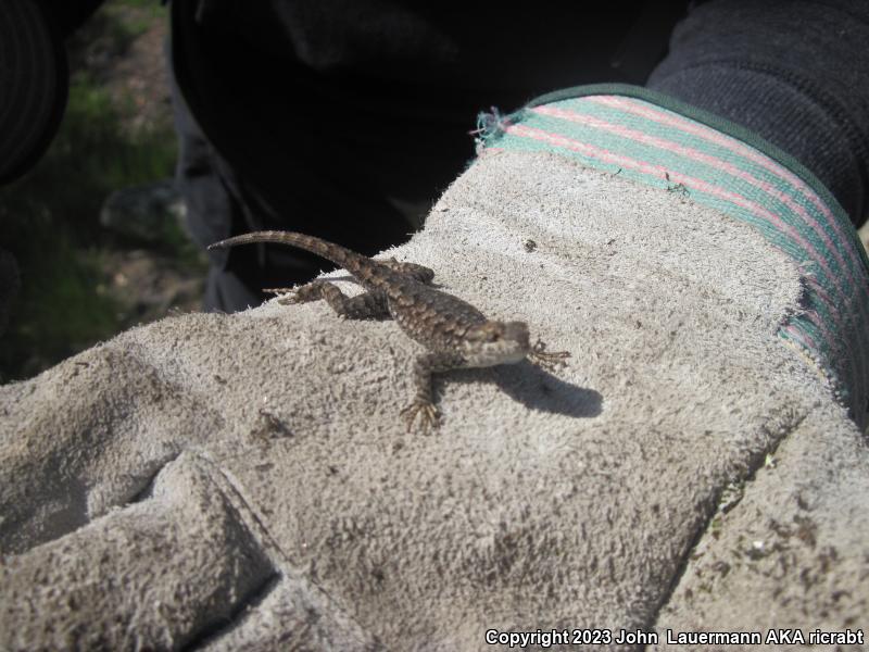 Southern Sagebrush Lizard (Sceloporus graciosus vandenburgianus)