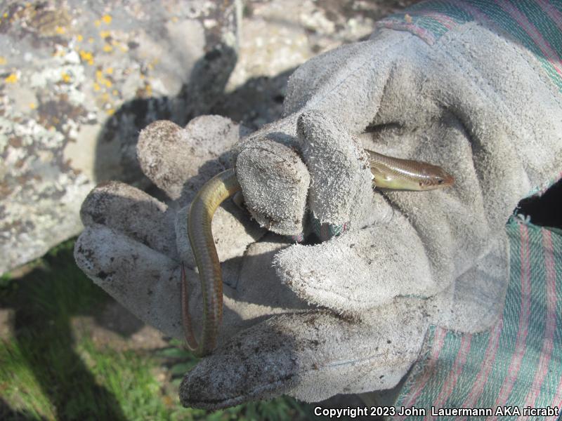 Western Redtail Skink (Plestiodon gilberti rubricaudatus)