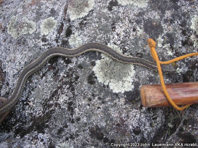 Sierra Gartersnake (Thamnophis couchii)