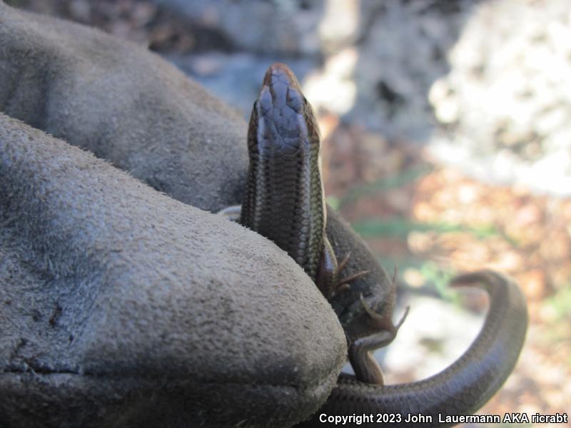 Western Redtail Skink (Plestiodon gilberti rubricaudatus)