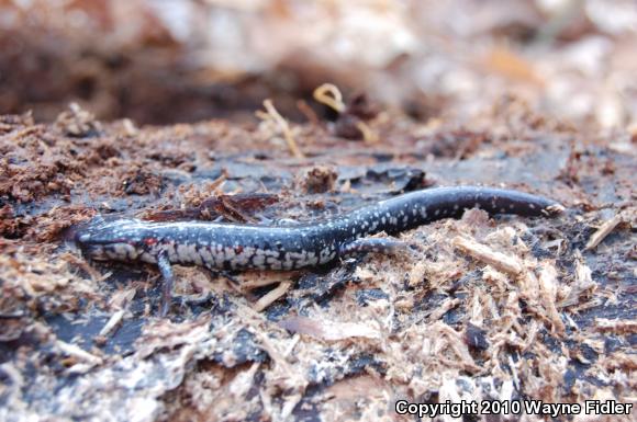 Atlantic Coast Slimy Salamander (Plethodon chlorobryonis)