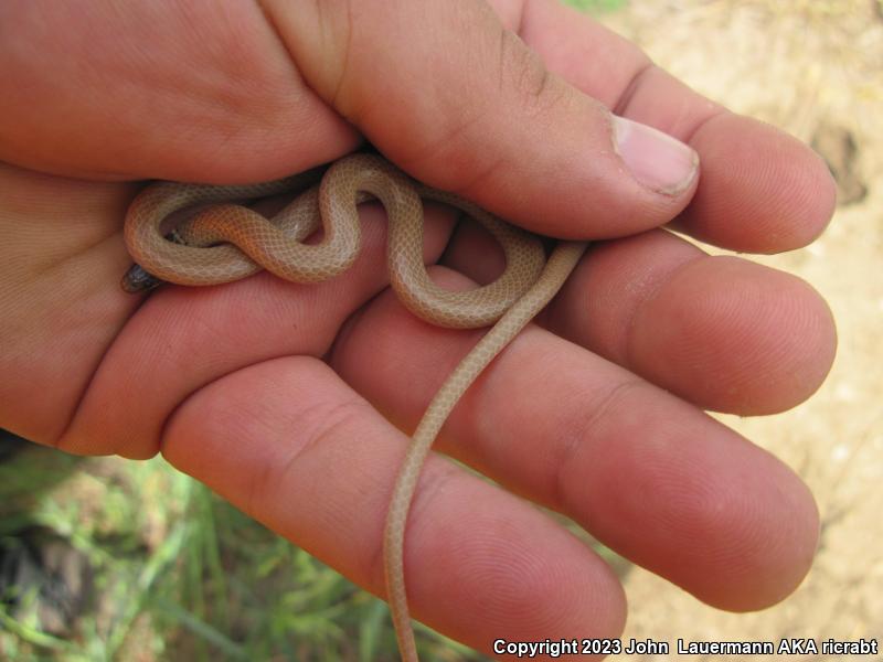 Western Black-headed Snake (Tantilla planiceps)