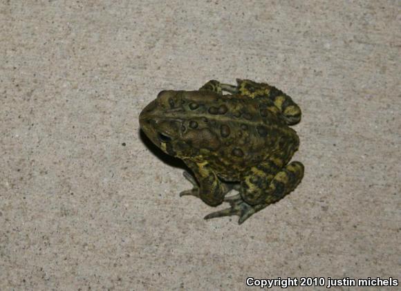 Fowler's Toad (Anaxyrus fowleri)