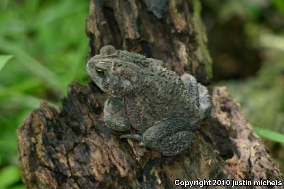 Eastern American Toad (Anaxyrus americanus americanus)