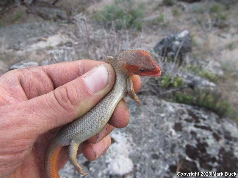 Greater Brown Skink (Plestiodon gilberti gilberti)