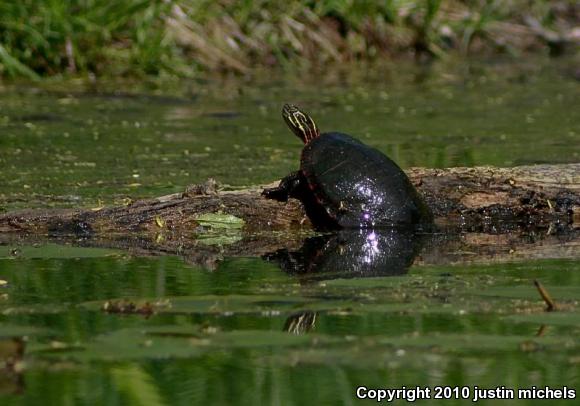 Painted Turtle (Chrysemys picta)