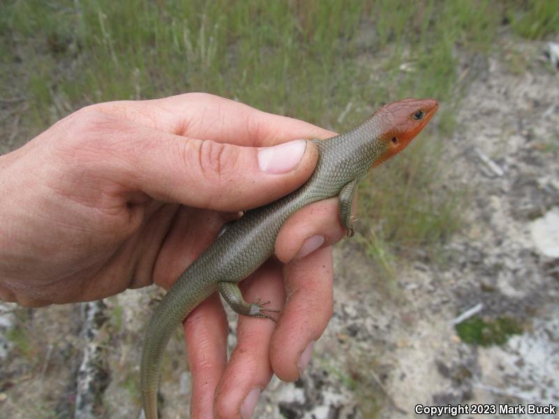 Gilbert's Skink (Plestiodon gilberti)