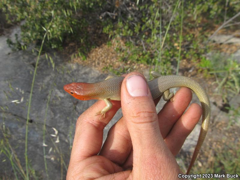 Gilbert's Skink (Plestiodon gilberti)